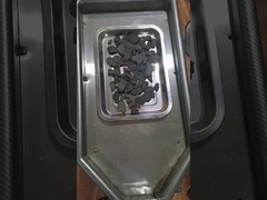 พอด Polygonum multiflorum